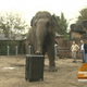 Illustration for article titled Travel Bags Versus 10,300-Pound Elephant: FIGHT!